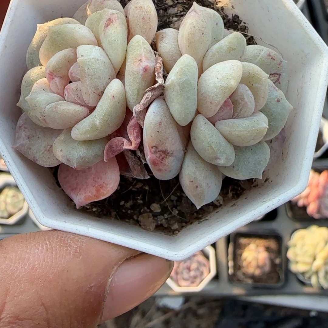 多肉小卡拉米糖心一物一拍