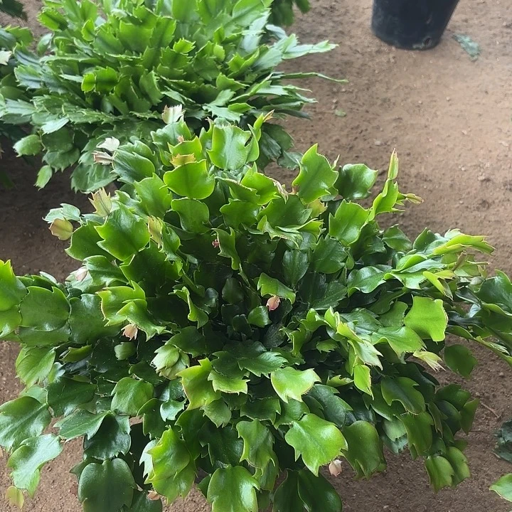 用***9当前无花栽培后可以开花