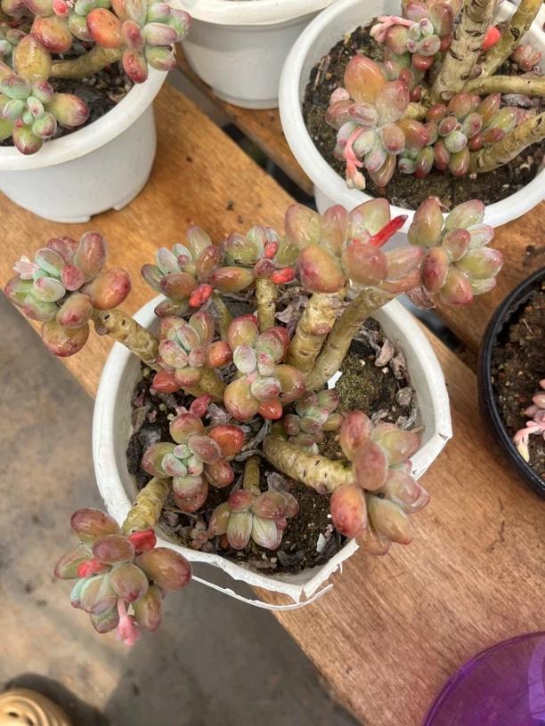 苹果奶老桩群生18厘米多肉植物，脱土发货