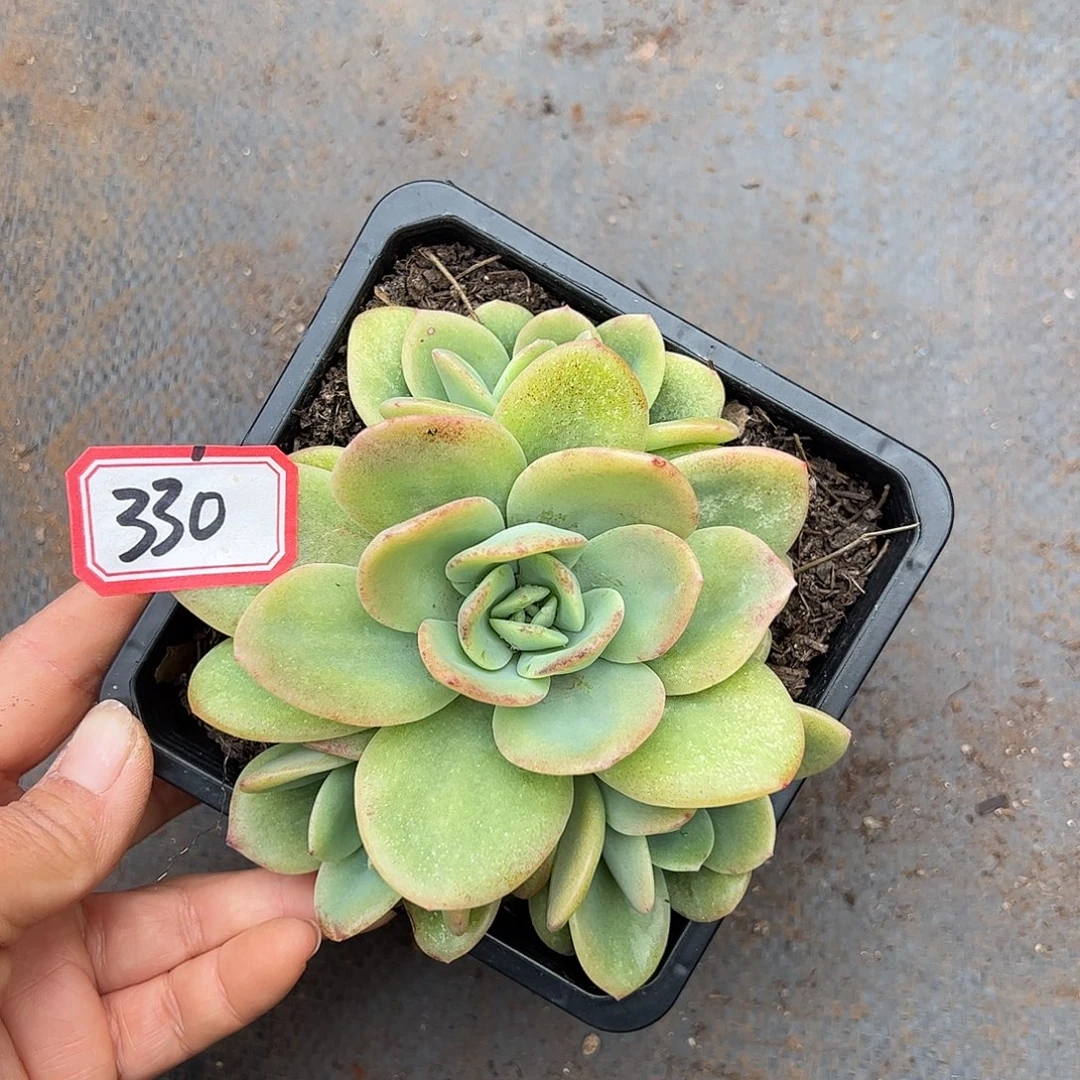 330号柠檬茶，一物一拍
