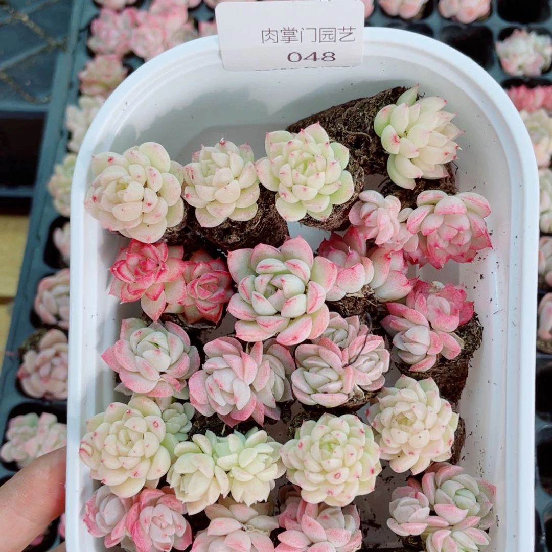 开心开心的事情048