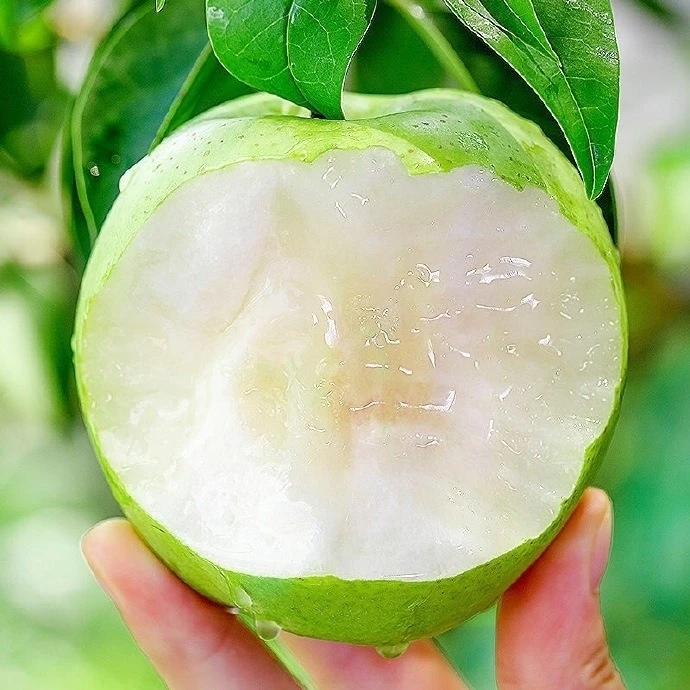 砀山翠冠梨子安徽新鲜水果皇冠翠玉梨