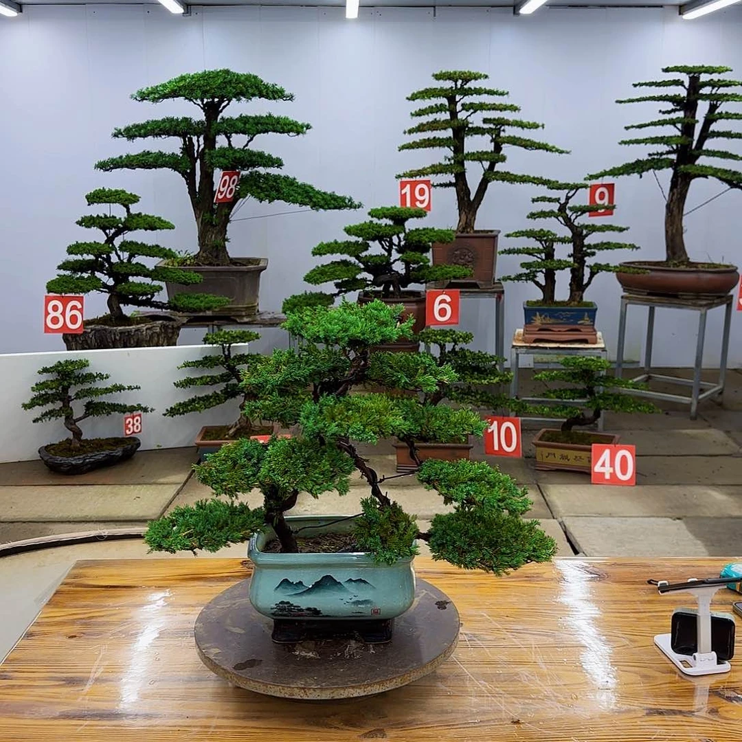 小***草无花朵柏树盆景一物一拍