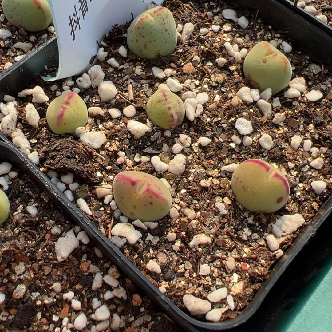 ?**?20-80毛将多肉植物