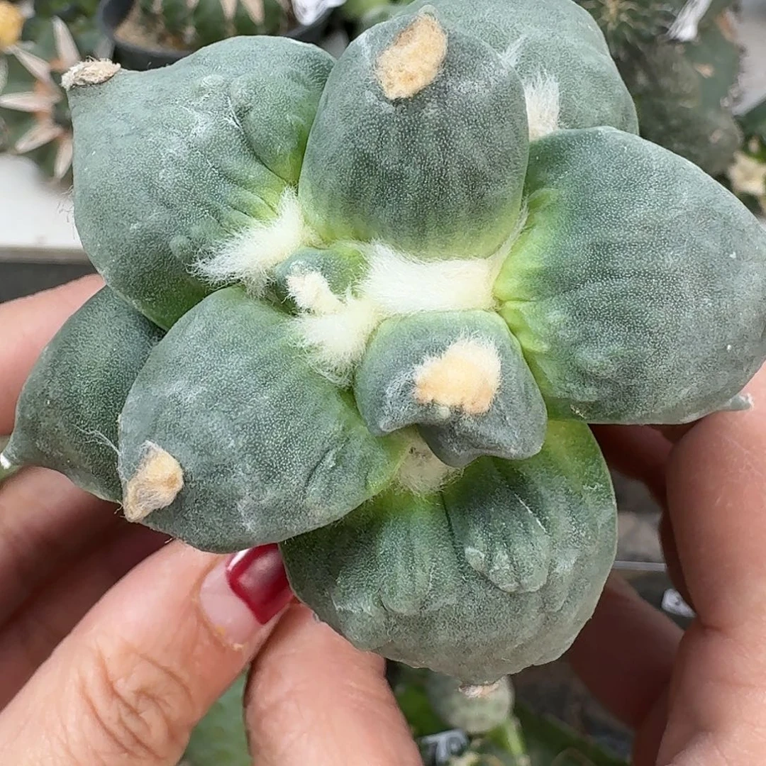 全部花朵大尤怒涛牡丹281