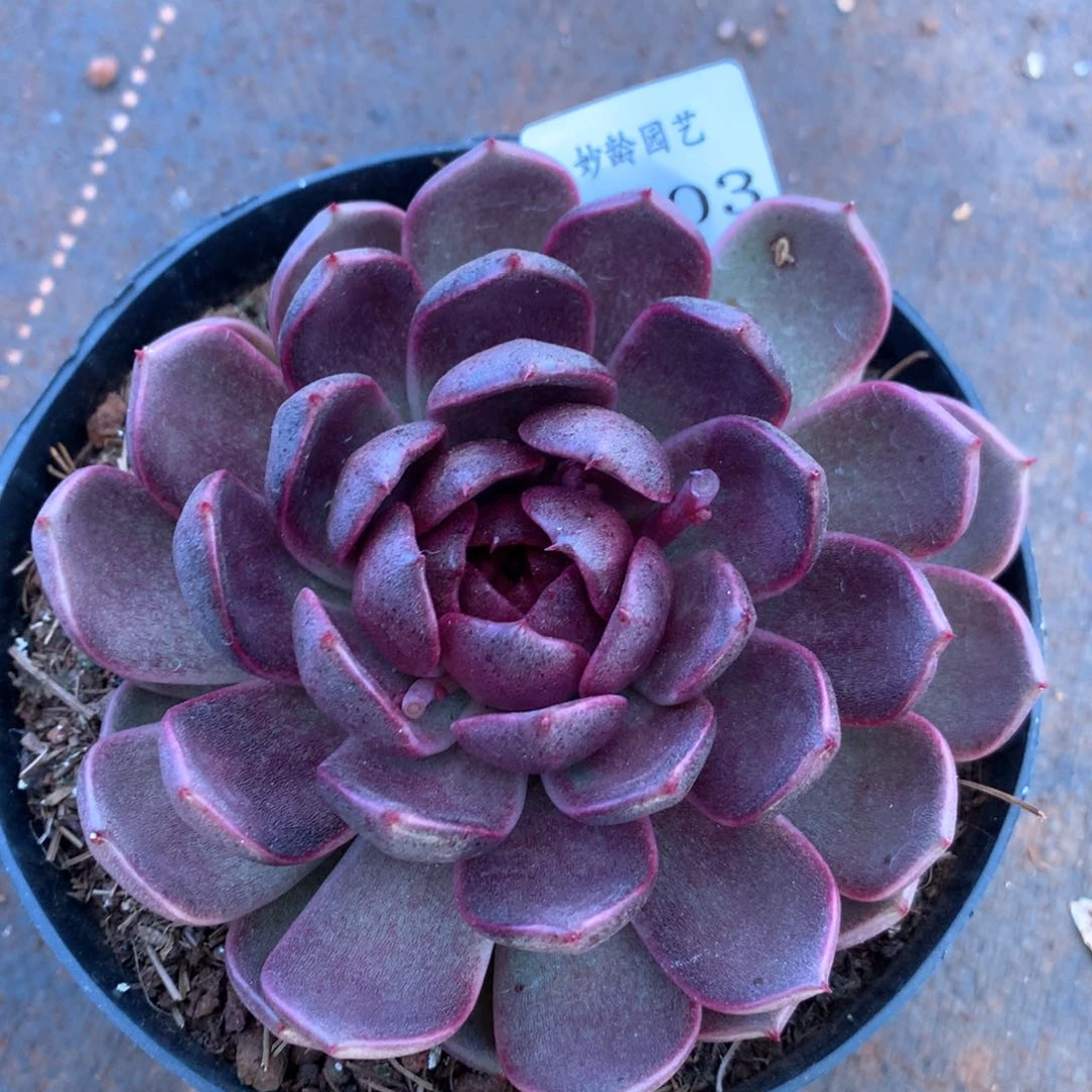 3303杂交多肉植物基地