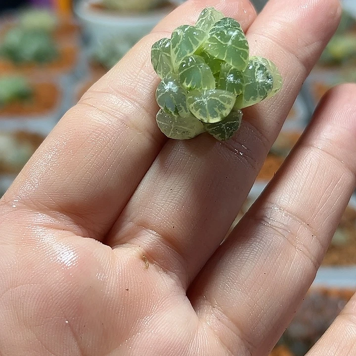 听***心十二卷多肉实生玉露锦