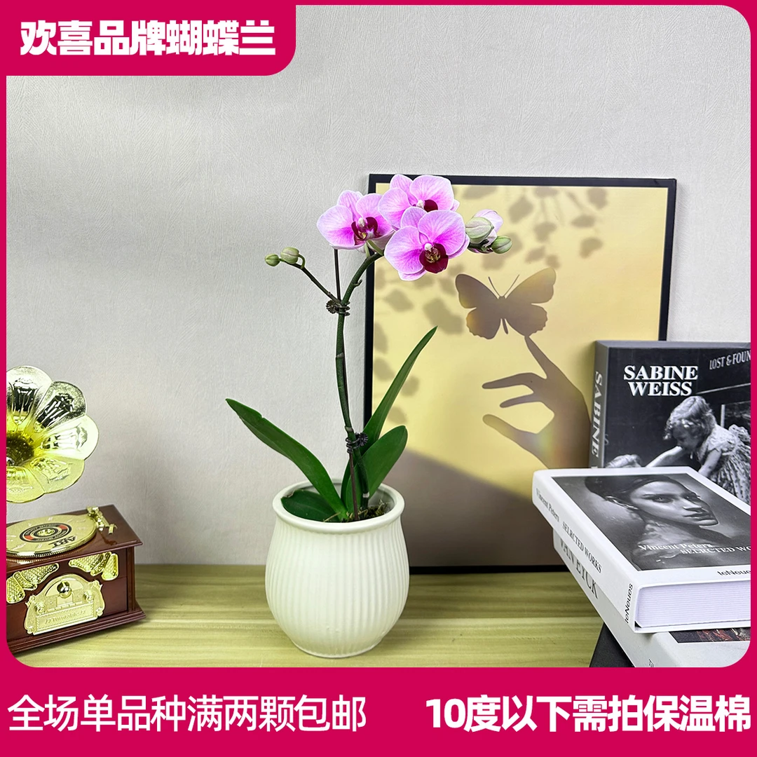 【宝贝】精品蝴蝶兰鲜花绿植室内花盆景