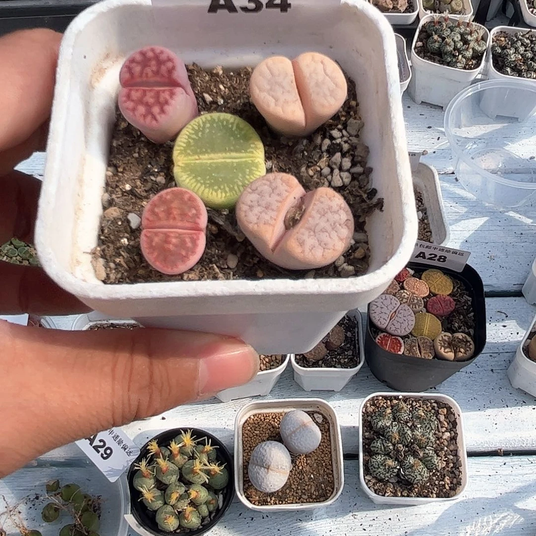 1103–番杏福利a34