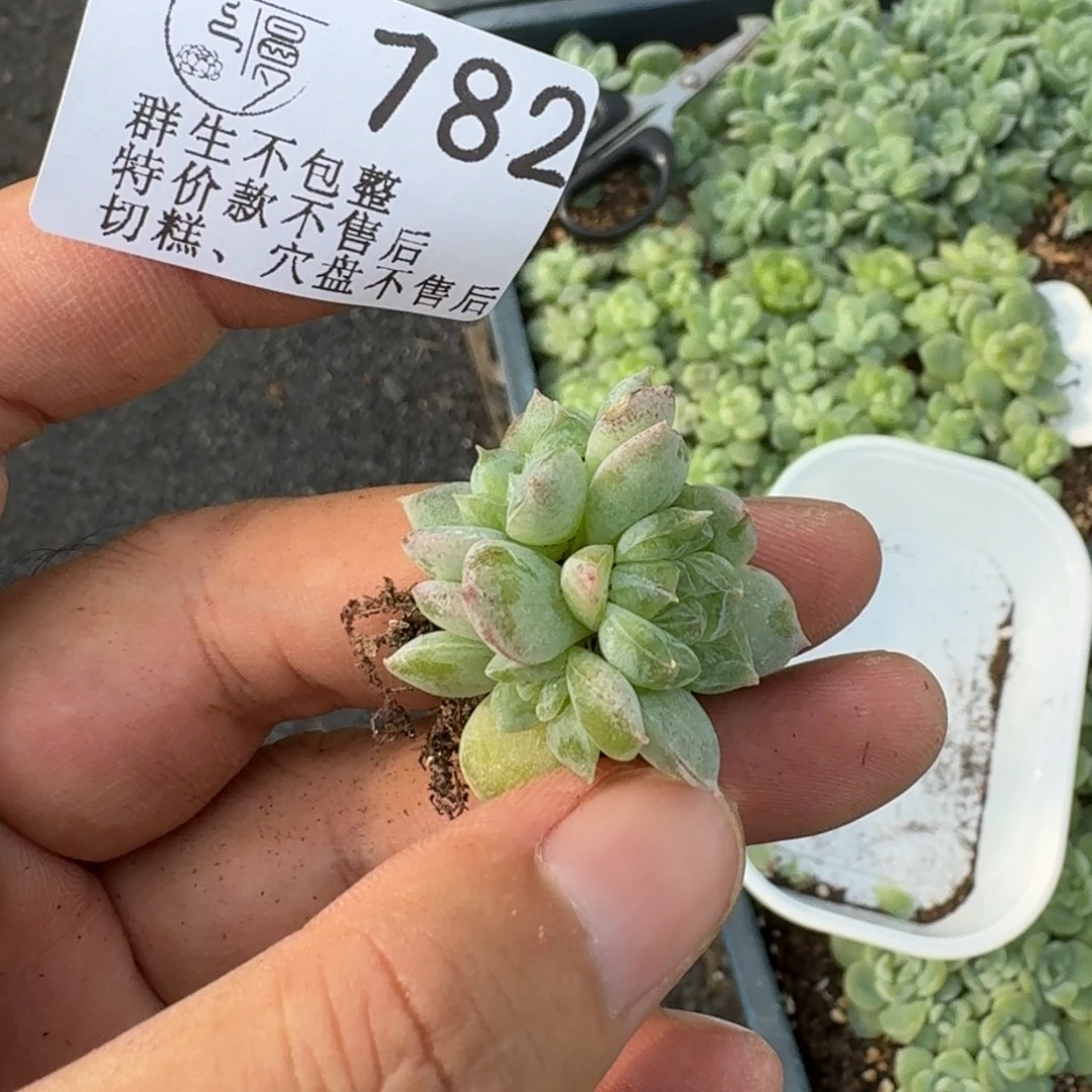 如图782优选麦芽珍妮71三头1个