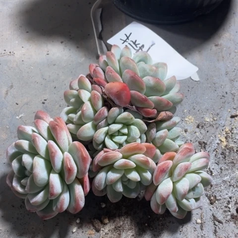 蓝专拍冰玉群生多头