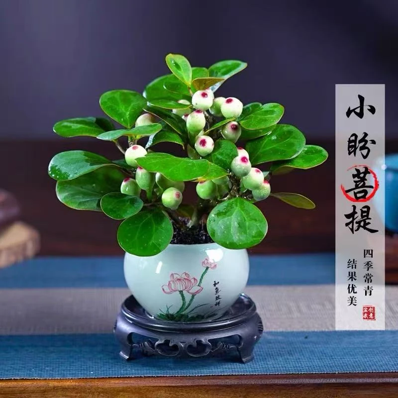 小盼菩提树带果盆景植物四季常青室内盆栽禅意摆件办公室客厅桌面