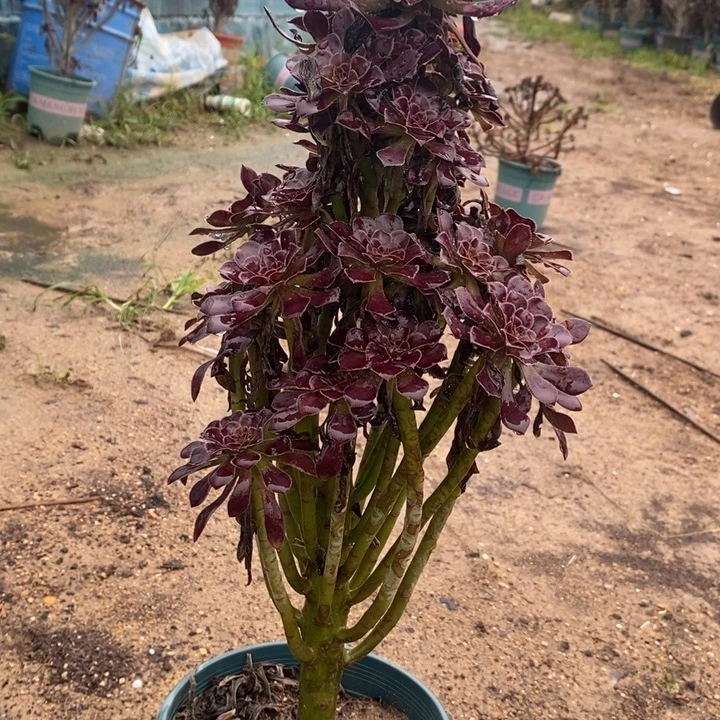 黑法22多肉植物法师法师