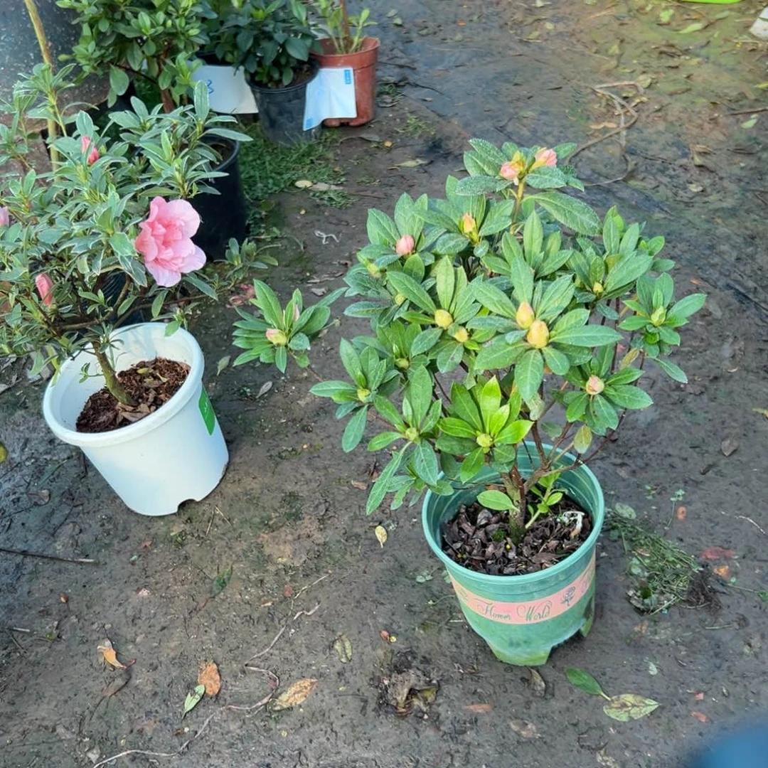 创***具完全开放桃梅锦杜鹃