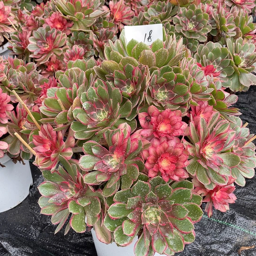 花****完全开放18111111111111111111