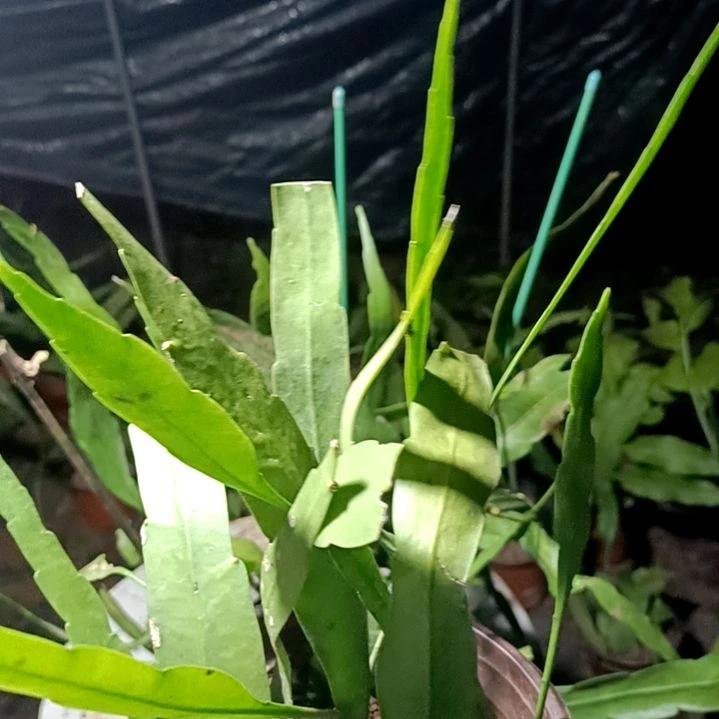 无花朵大叶昙花小叶昙花一现