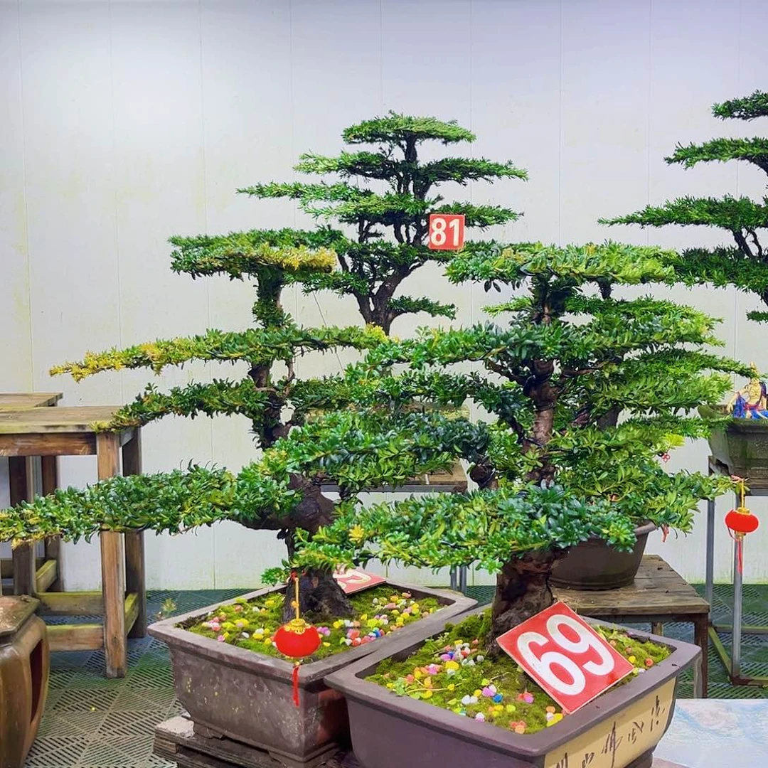 当前无花朵，栽培后可花朵