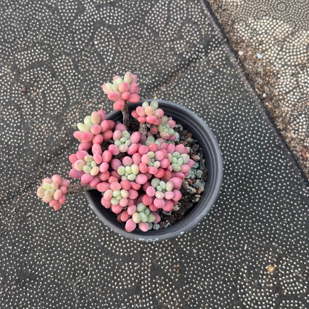 多肉植物两颗一起