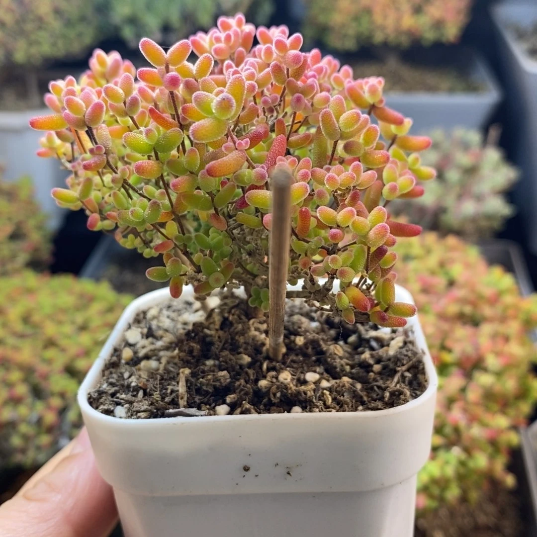 完全开放4号蜜橘枝干