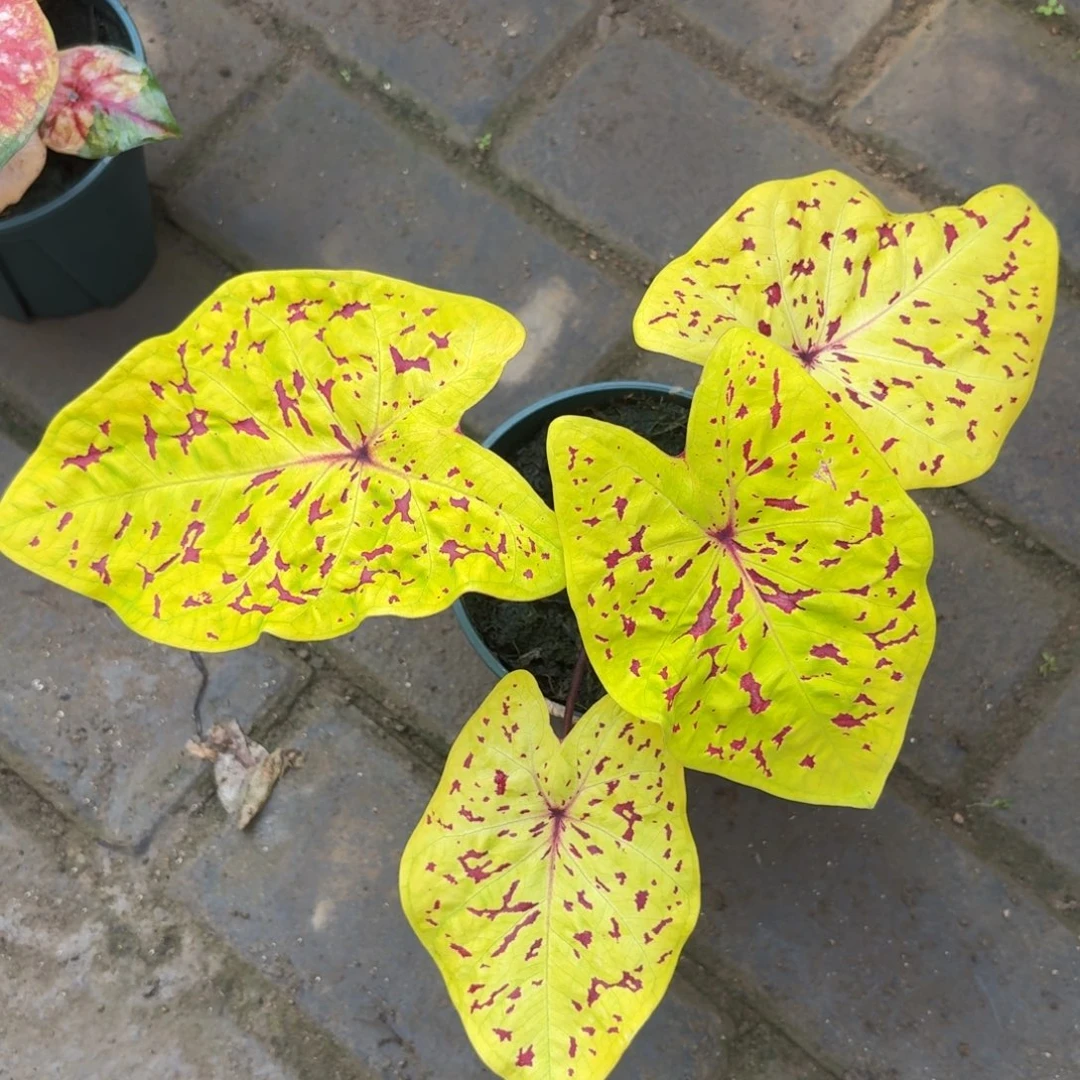 雨打芭蕉 72-1120