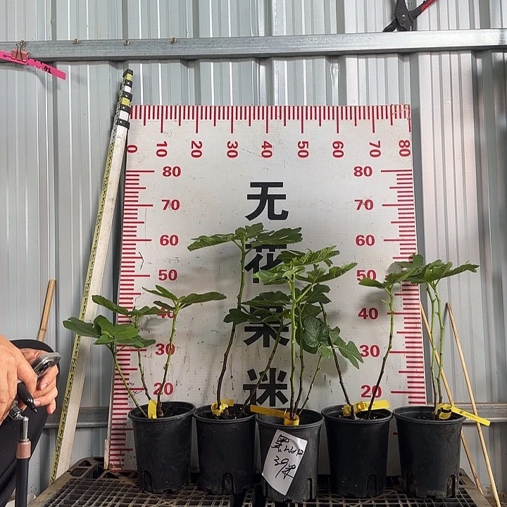 当前无花栽培后可以开花黑山口带盆土发货