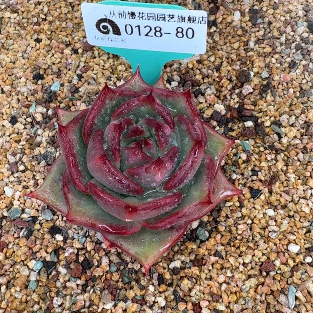 从前慢花园多肉0128-80