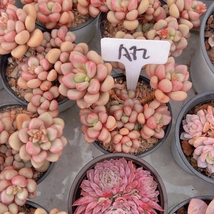 阿*健健康康平平安安