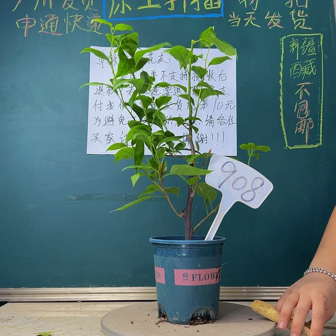 当前无花栽培后可以开花苏瓦娜 908