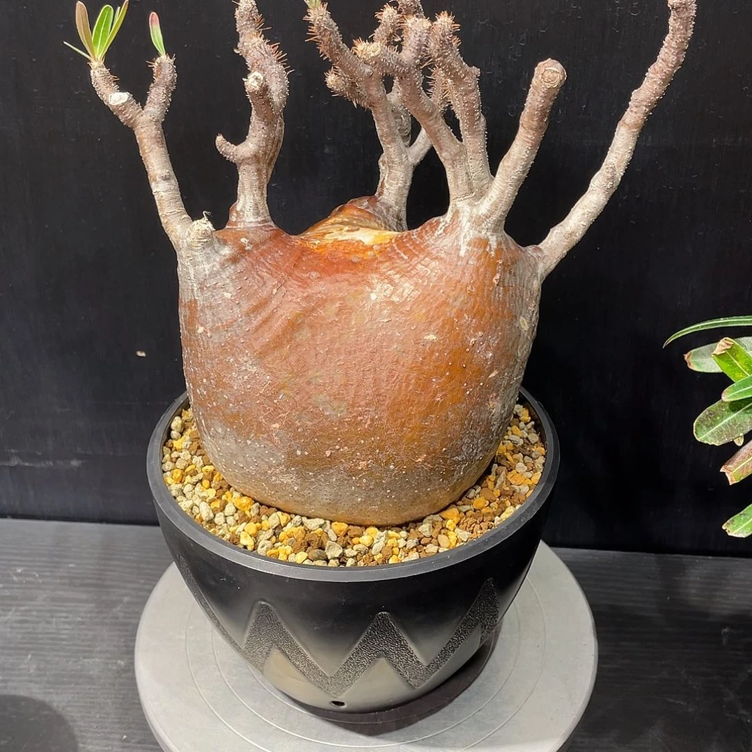 象牙宫老家熟桩养定14公分