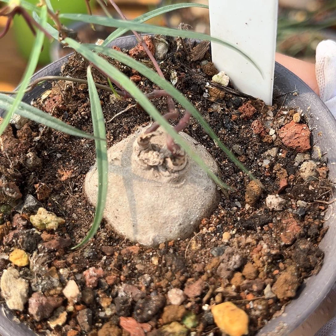 S***N潮流植物润肺草，A15