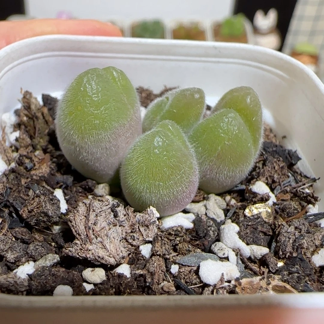 肉锥多肉植物组合-长毛翠滴1507