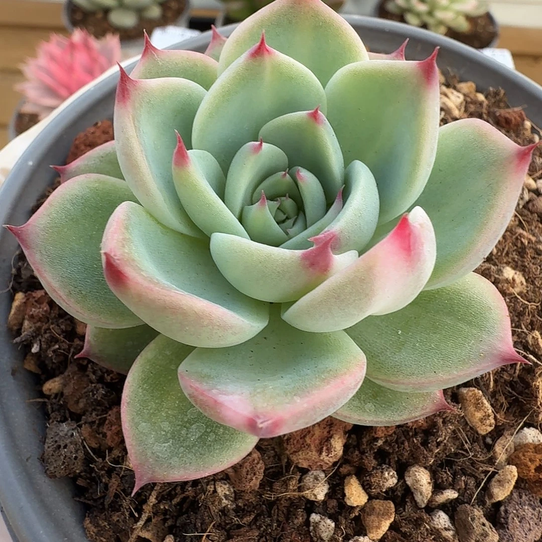 蓝龙杂拉丝锦11105-21