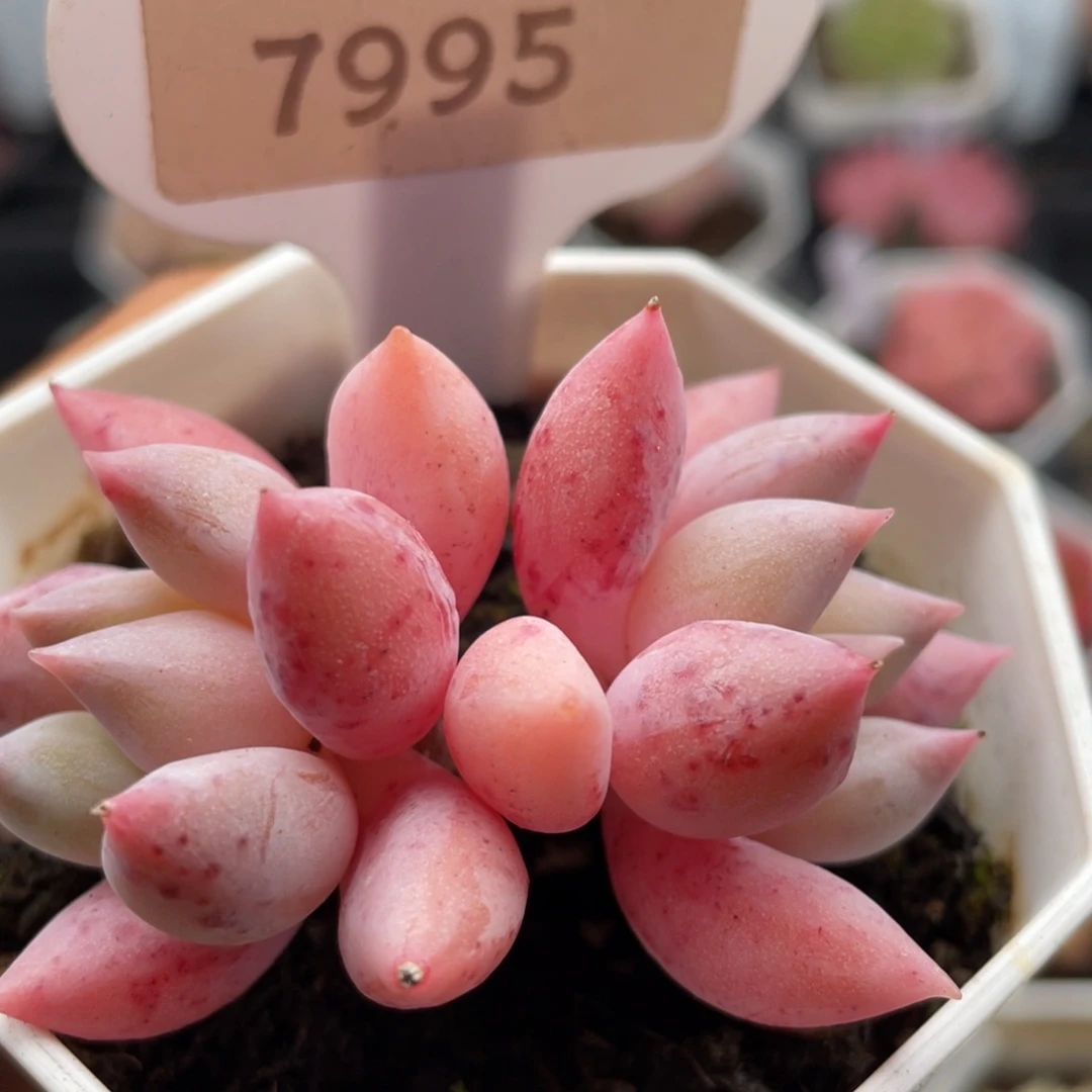 所罗门7995-5.5厘米