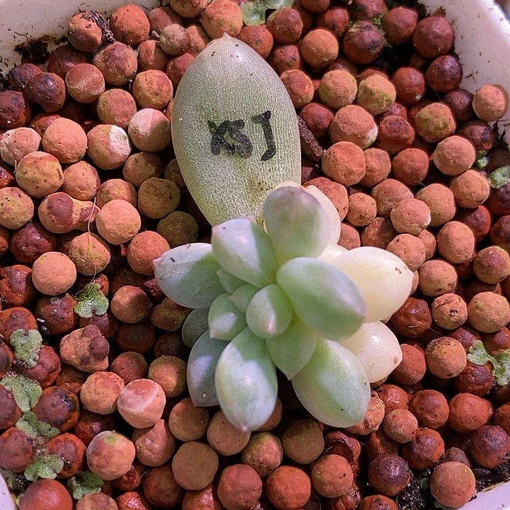 香所锦多肉植物多肉
