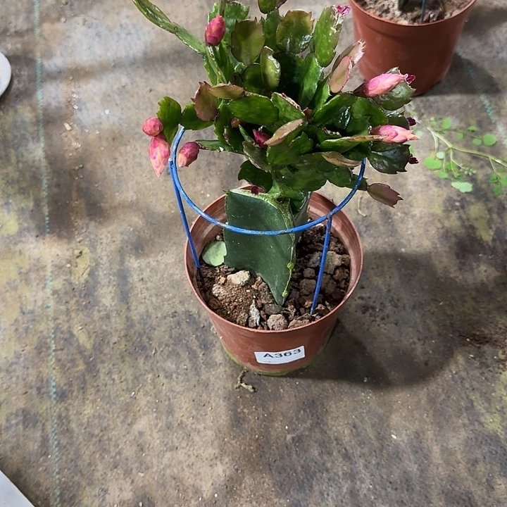 简***乐大部分开放少量花苞363嫁接03