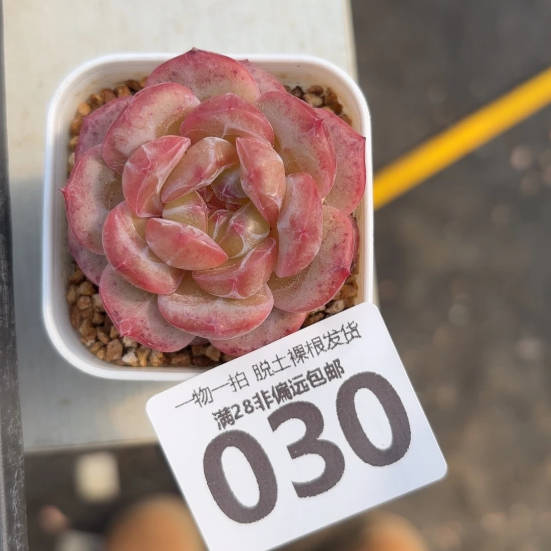 财富c9单头无盆土发货