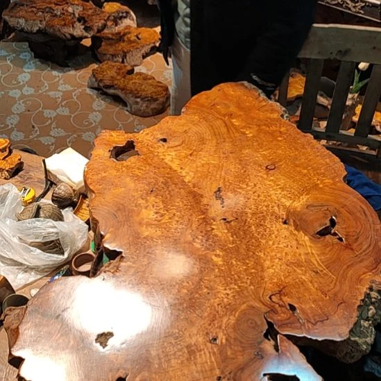 参*香杉木枯木四川省雅安市