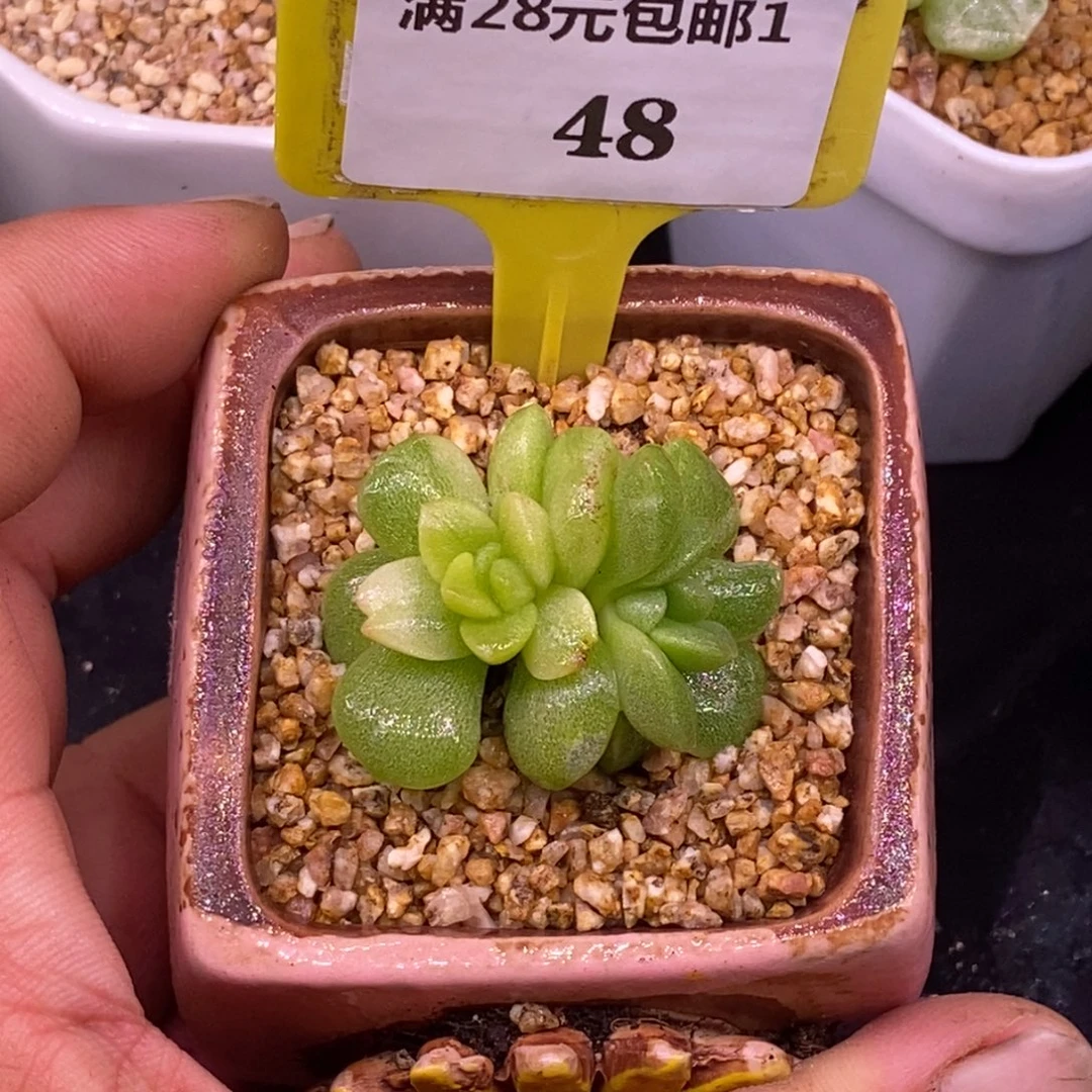 148冰玉锦福利…………