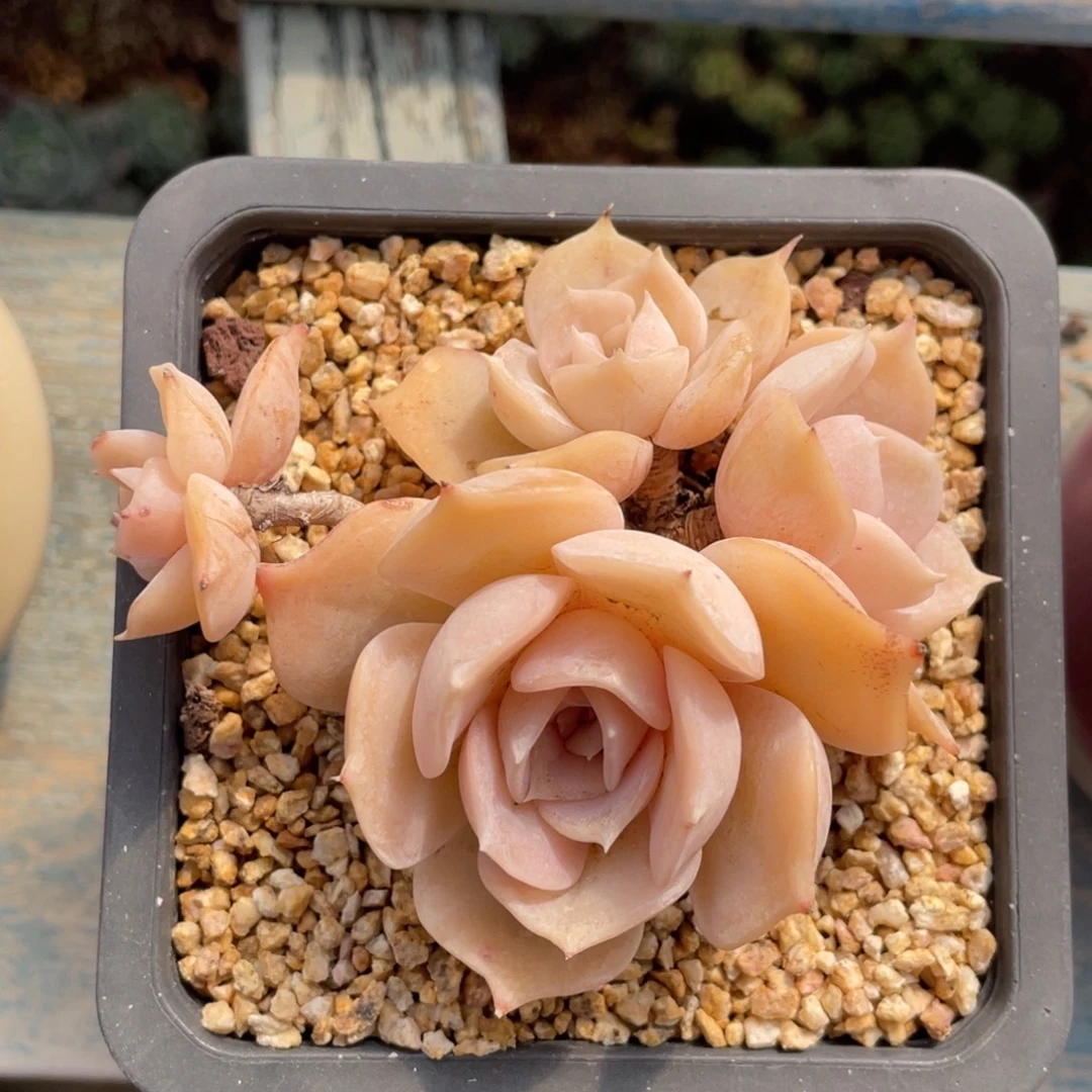 蓝鲸景天科属杂交