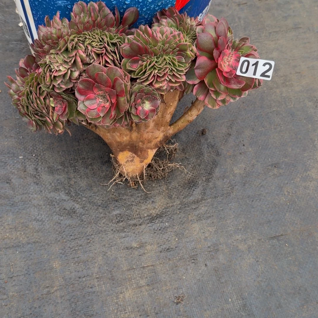 012多肉植物荔枝缀