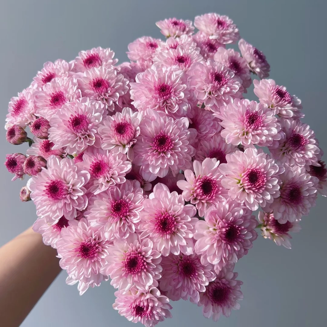 【南农菲菲】小菊家用鲜花/花束   云南鲜花基地直发