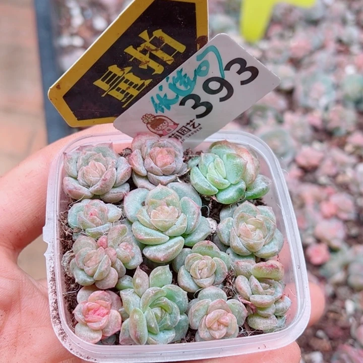 多肉植物多肉植物