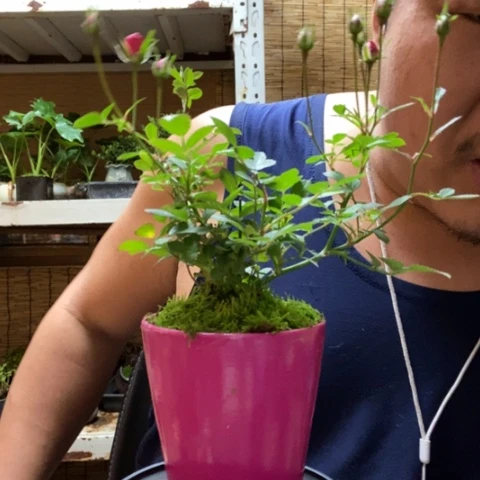 红陶一物一拍所见即所得267