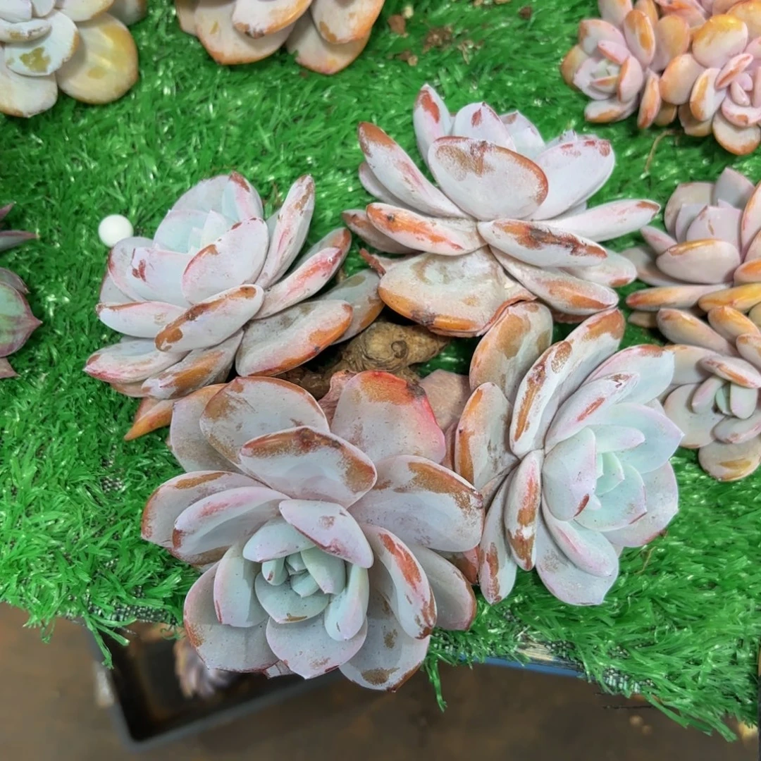 文***娟哈哈哈哈哈哈宝贝宝贝吧哈哈哈哈宝贝宝贝