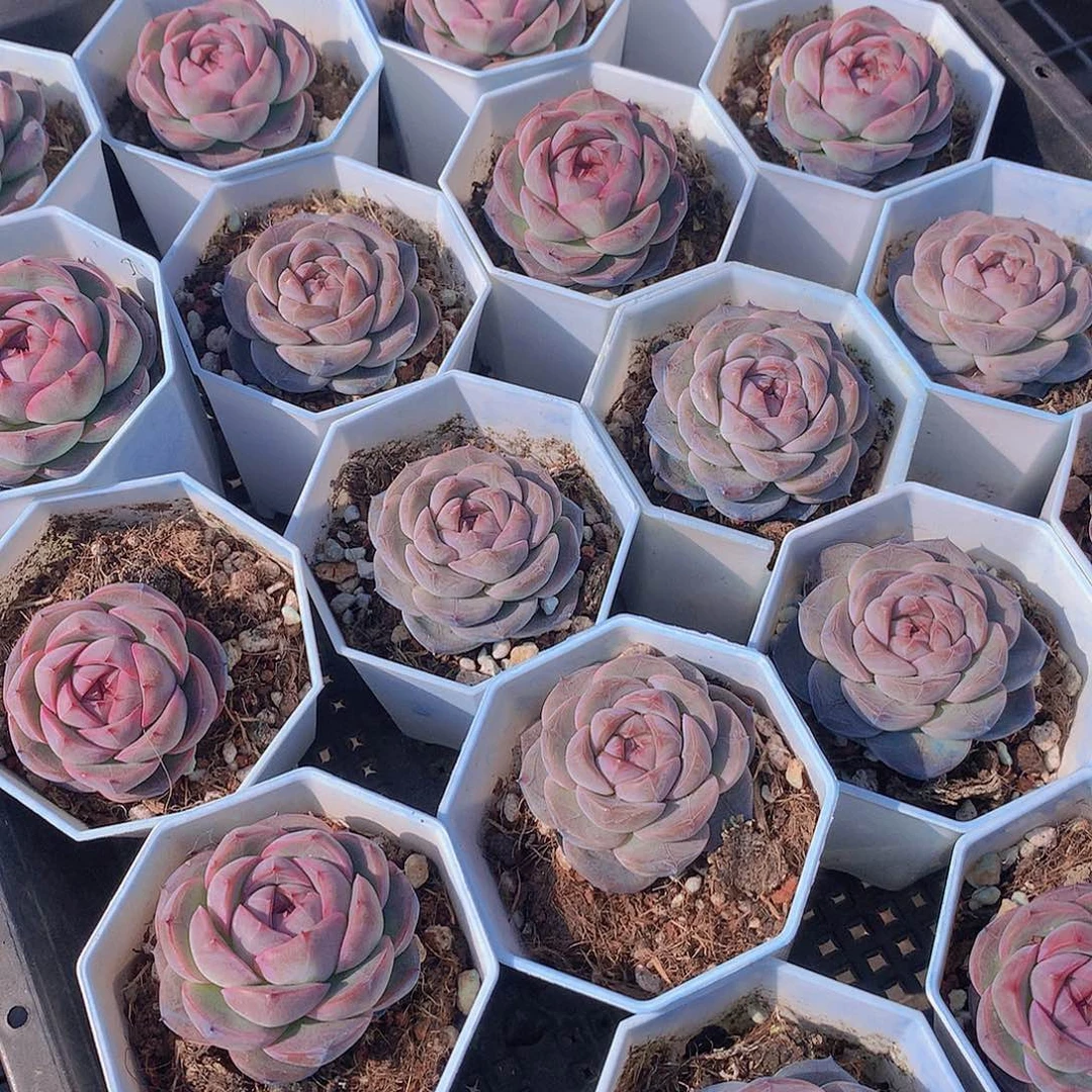 优选红暖2346678899000000