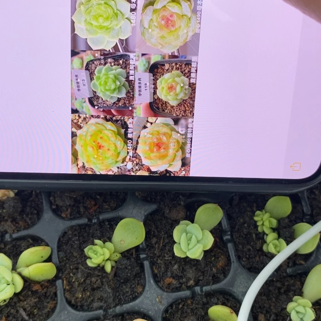 甜心490叶插小小苗一个多肉很小