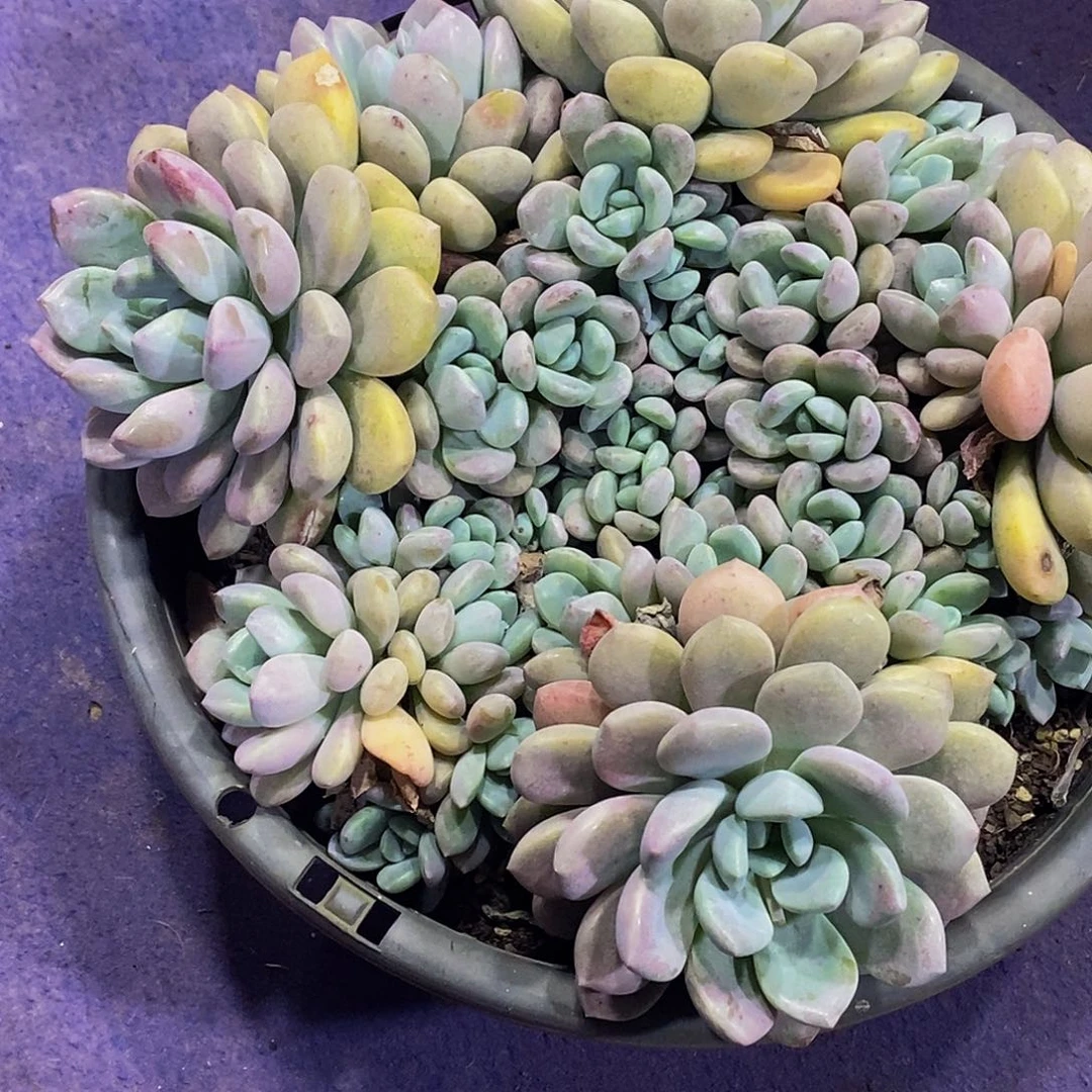 小*车白鹭多肉植物包邮到家