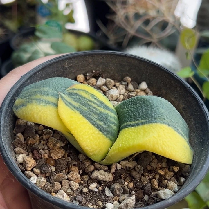 卧牛锦一棵仙人球，