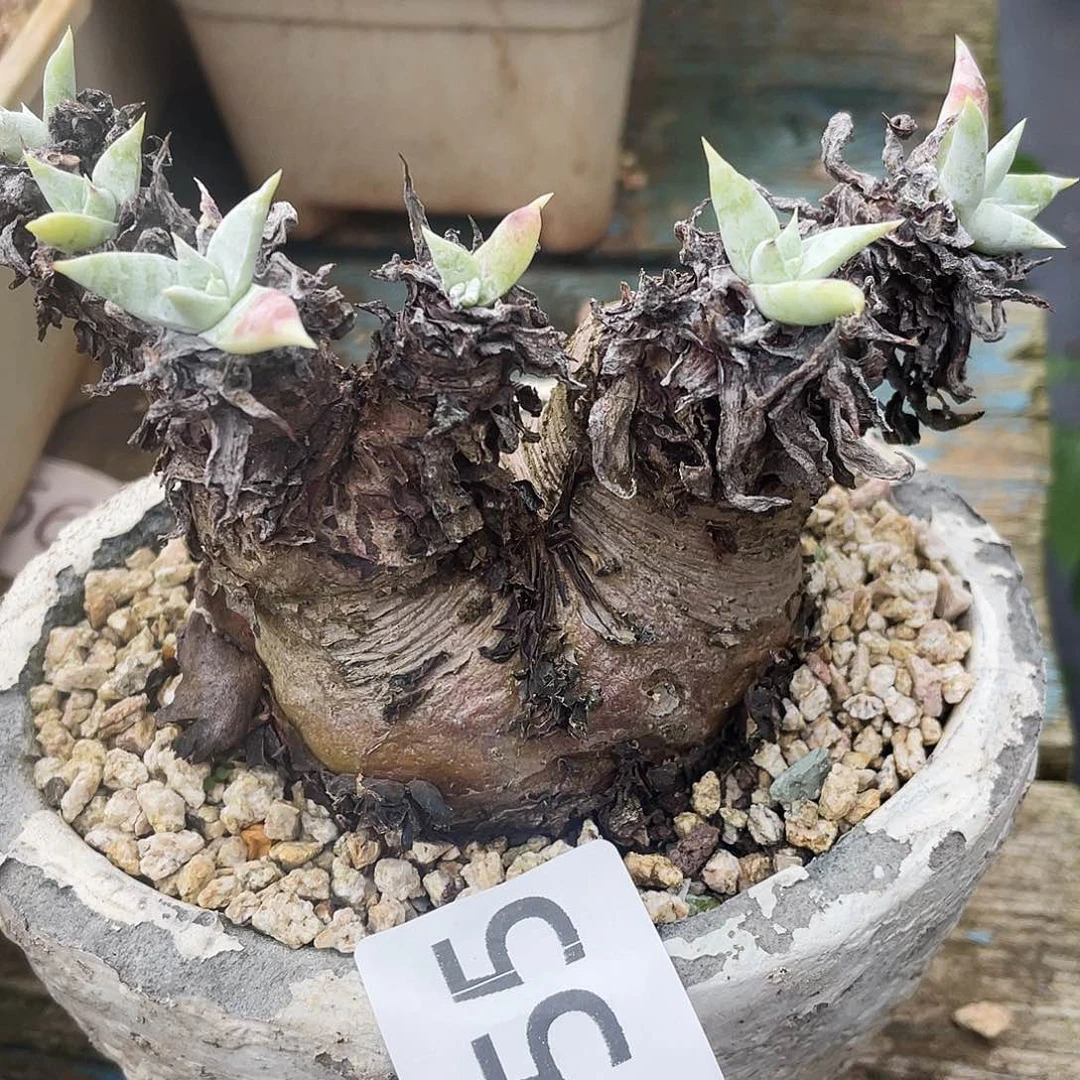 特价不售后仙女杯5055