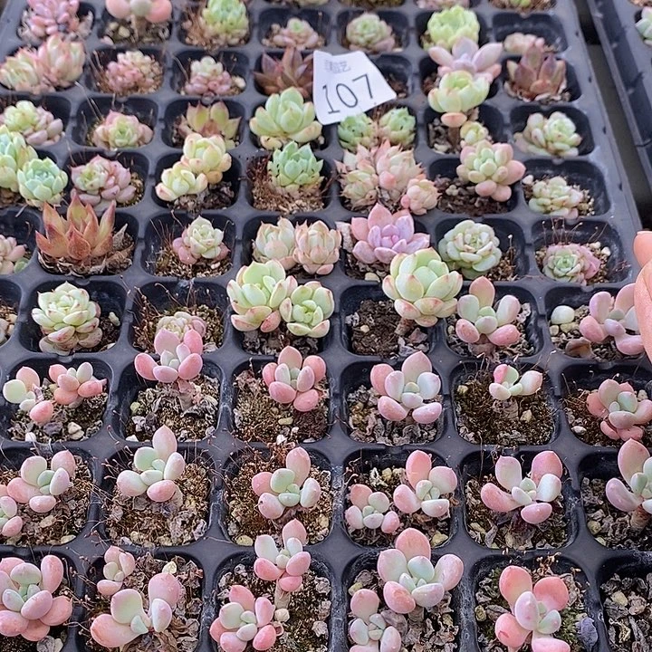 107 多肉植物盆栽植物